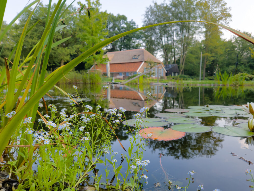 Natuurlijke zwemvijver vol beleving